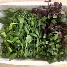 Набор микрозелени «Стандарт»